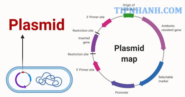 Plasmid là gì?